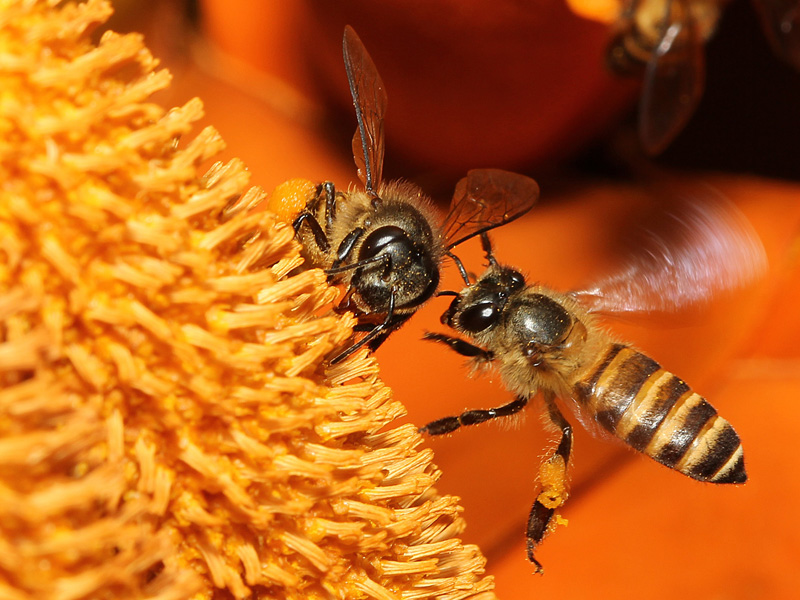 artroza tratament pentru intepatura albinelor
