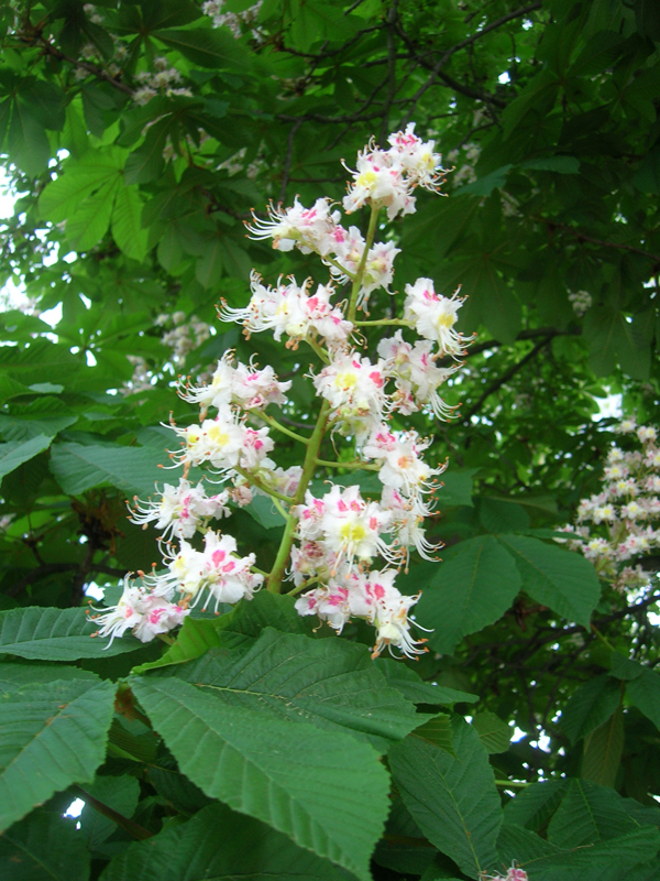varicoza flori de castan